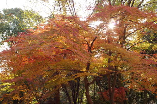 2013年下鴨神社・糺の森の紅葉