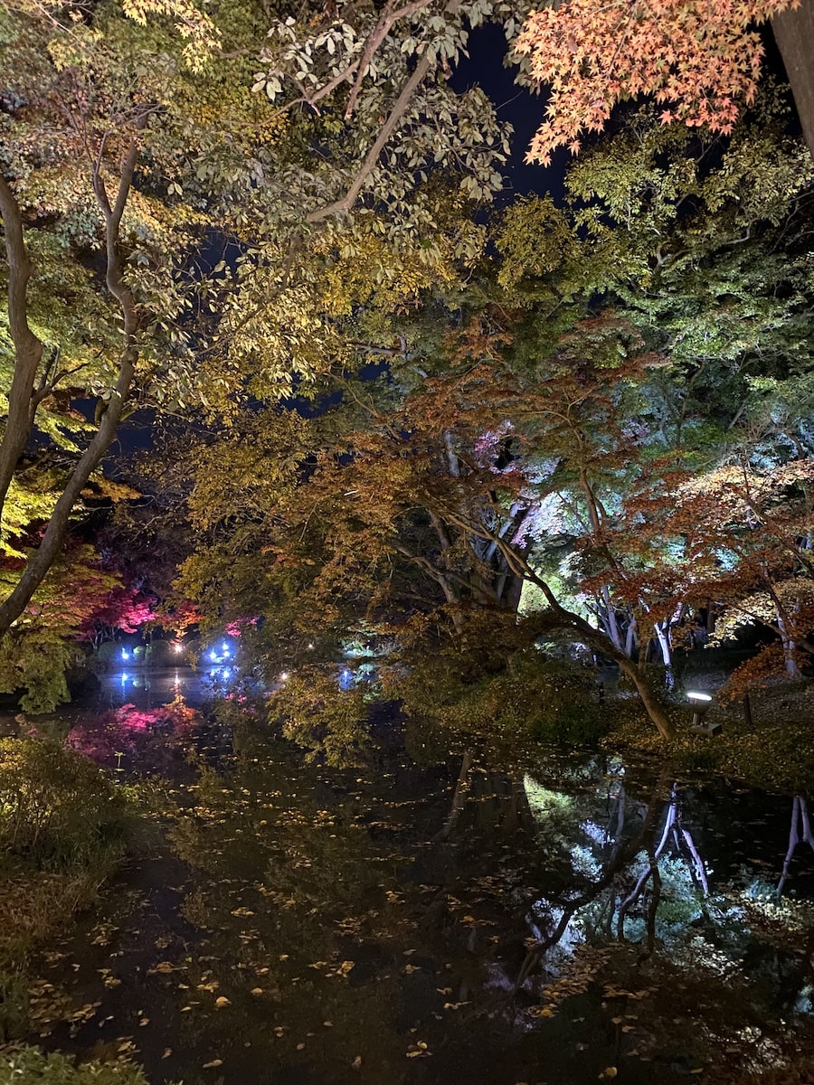京都府立植物園「なからぎの森」紅葉ライトアップ
