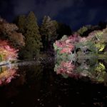 京都府立植物園の紅葉ライトアップと観覧温室の夜間無料開室に行ってきた（2020年11月15日）