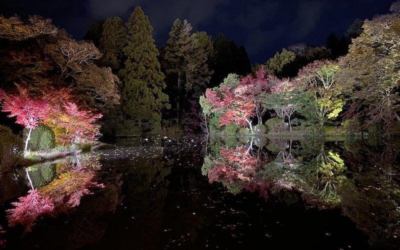 京都府立植物園の紅葉ライトアップと観覧温室の夜間無料開室に行ってきた（2020年11月15日）